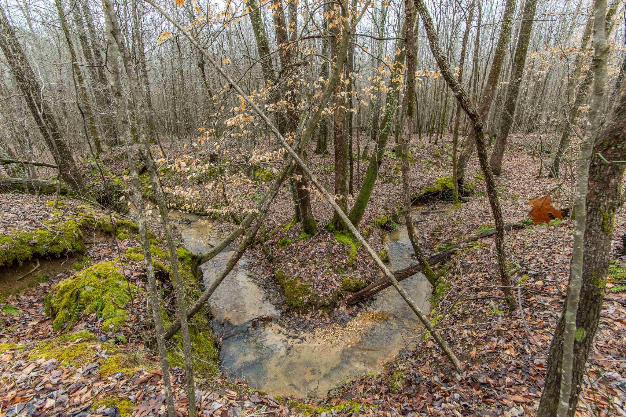 2040 Liberty Road Morris Chapel, TN 38361 - Photo 30 of 40 a backyard of a house with lots of trees