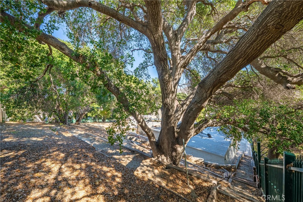 26251 Ravenhill Road Canyon Country, CA 91387 - Photo 46 of 64 a view of a tree in the middle of a yard