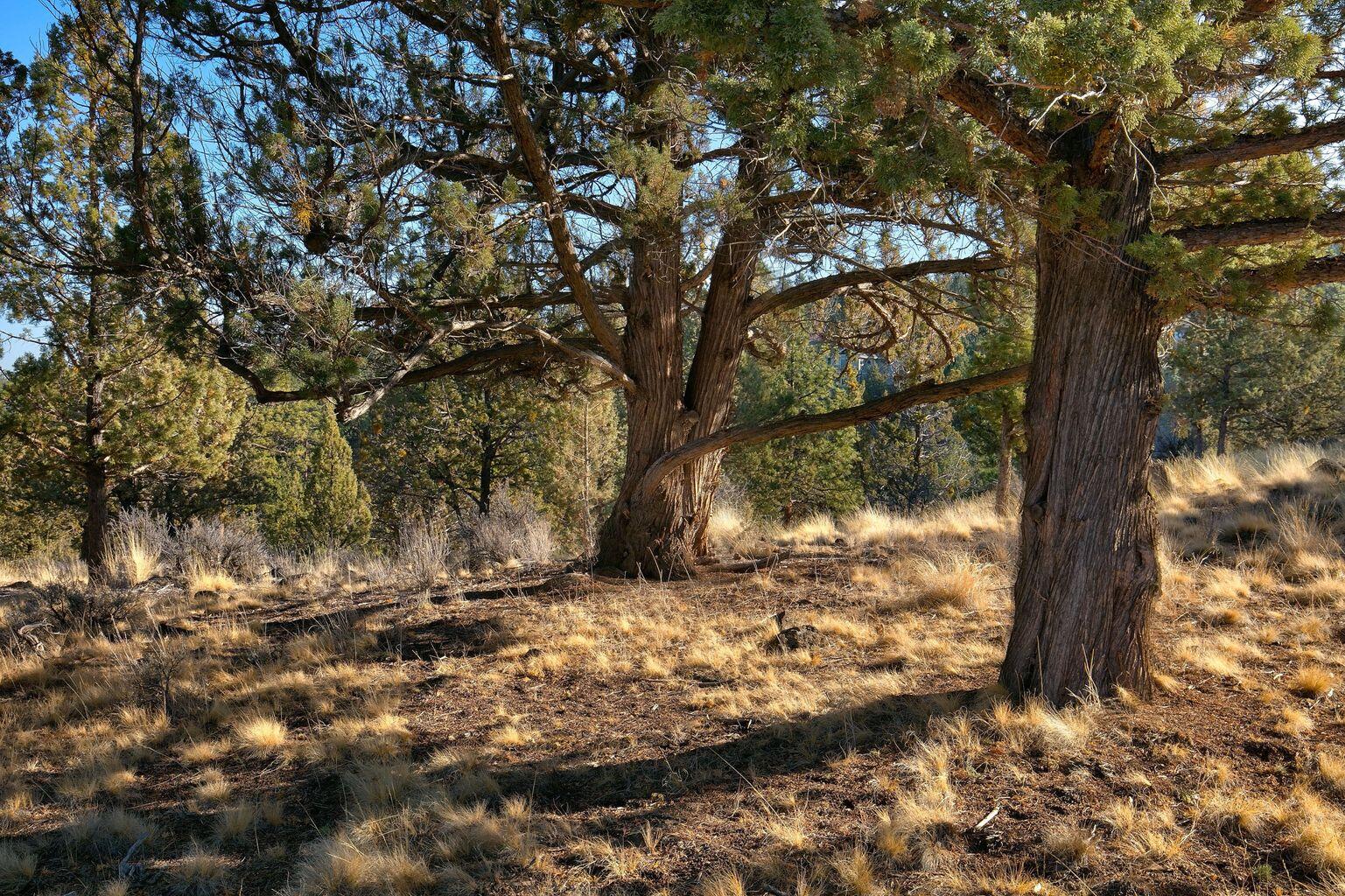 1584 Northwest Wild Rye Circle Bend, OR 97703 - Photo 9 of 30 20201201165441554192000000-o
