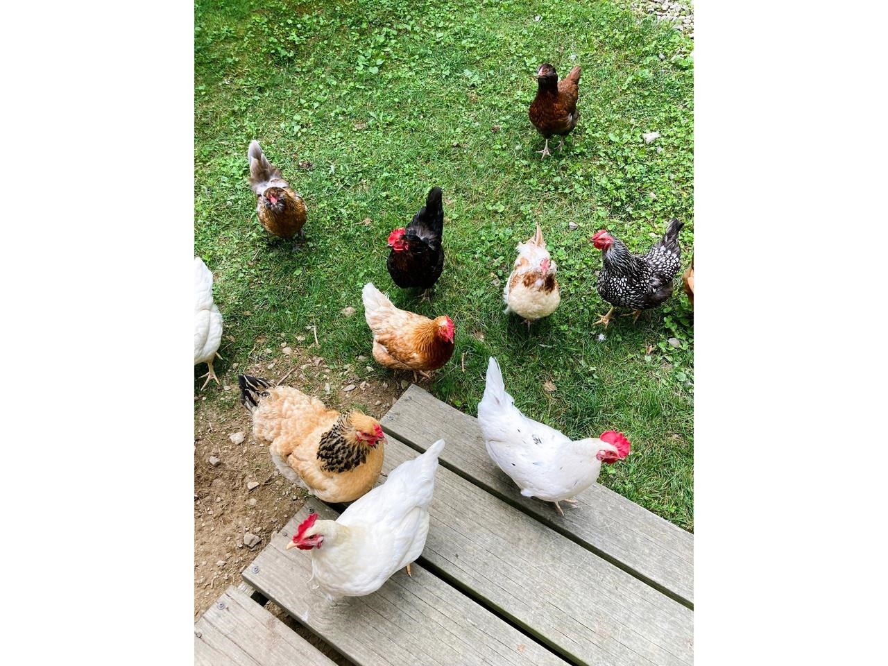 847 North Branch Road Ripton, VT 05766 - Photo 32 of 38