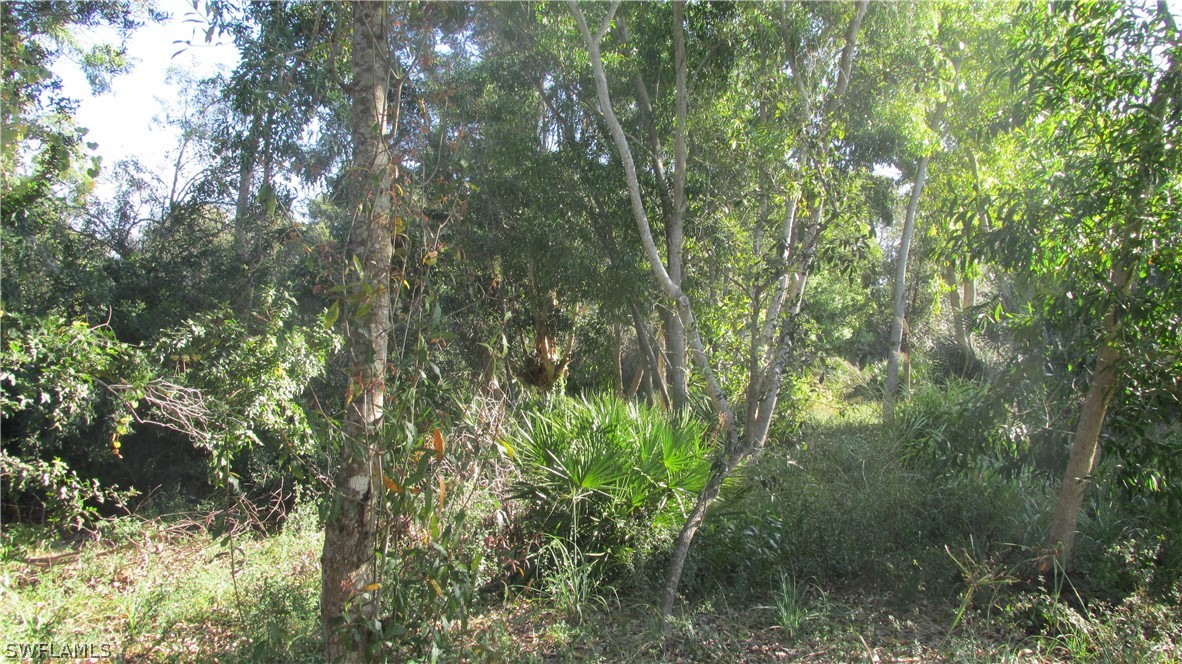 a view of a lush green forest