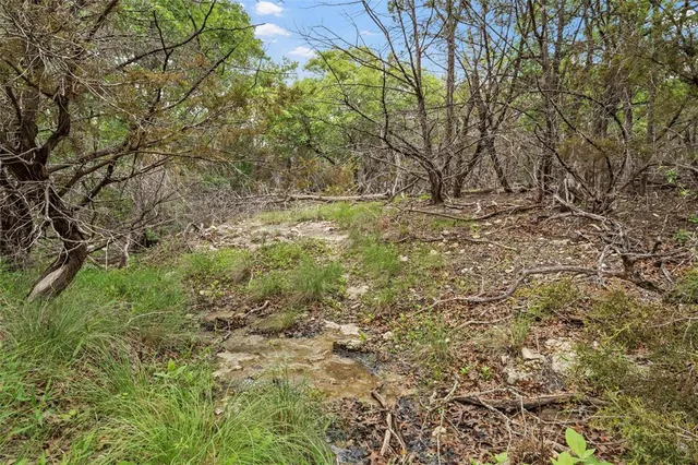 a view of a yard with a tree