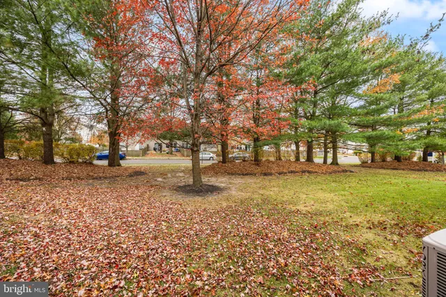 a street view with large trees