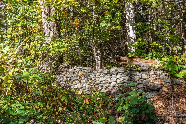 a view of a yard with a tree