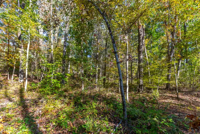 a view of a green yard