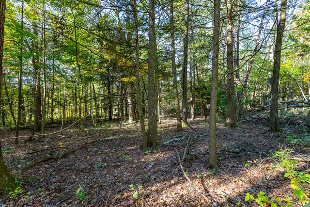 a view of a forest with trees