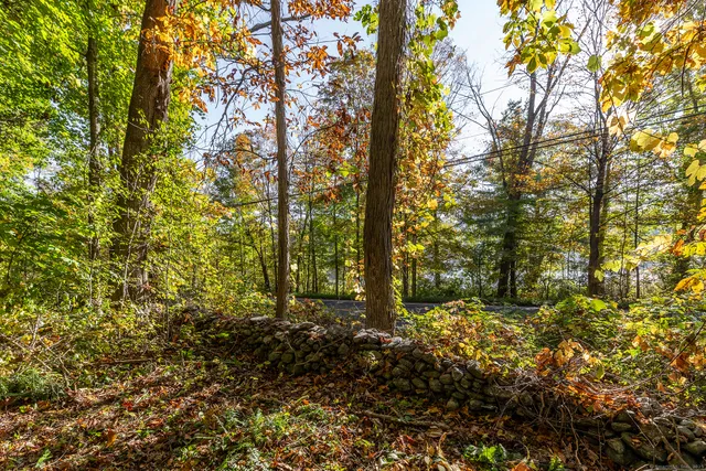 a view of a yard with plants and trees