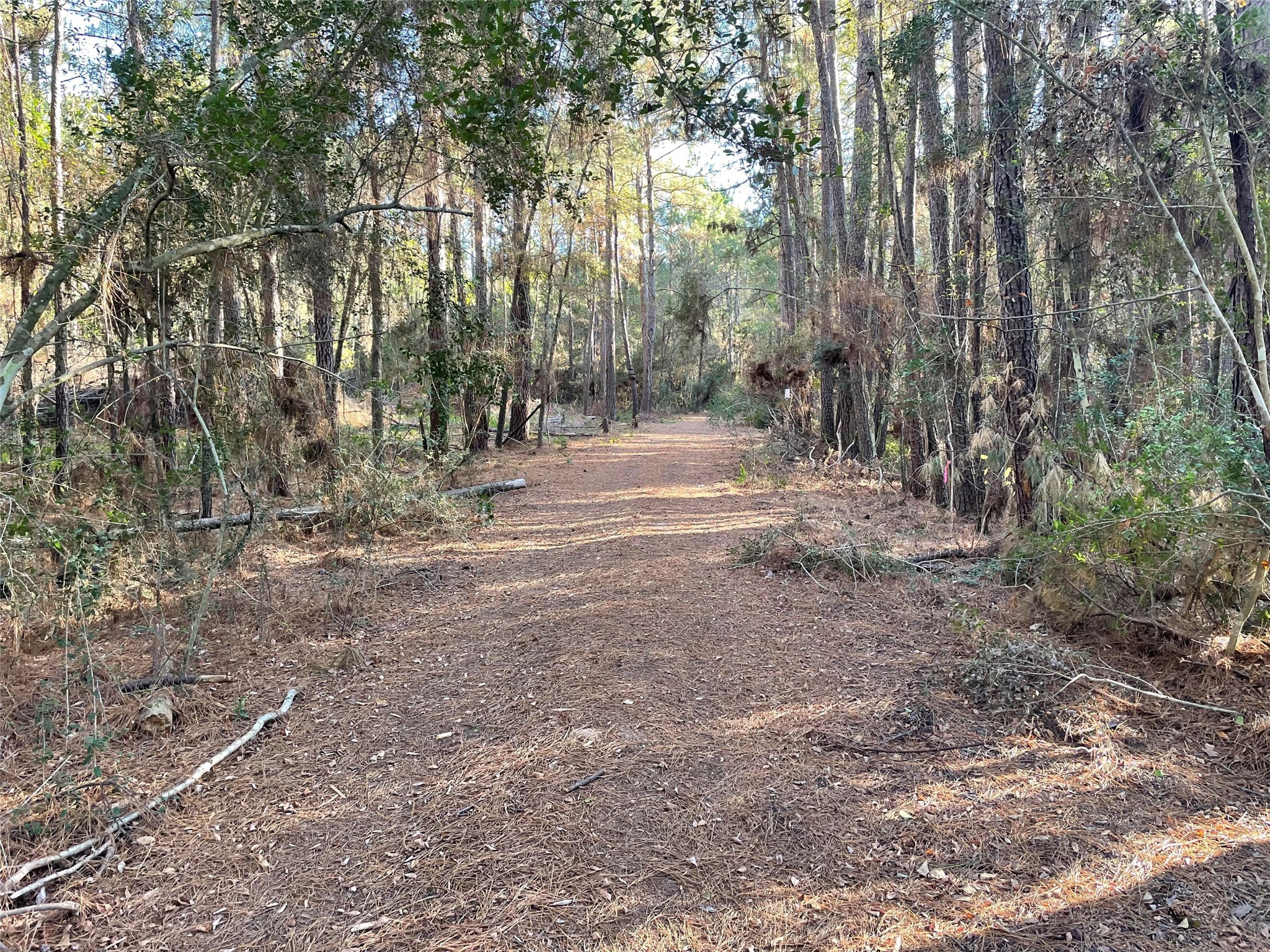 13034 Hackberry Plantersville, TX 77363 - Photo 2 of 5 a view of a forest with trees in the background