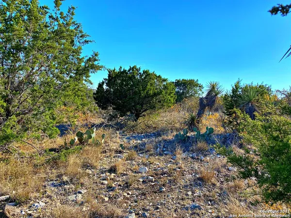 a view of a tree