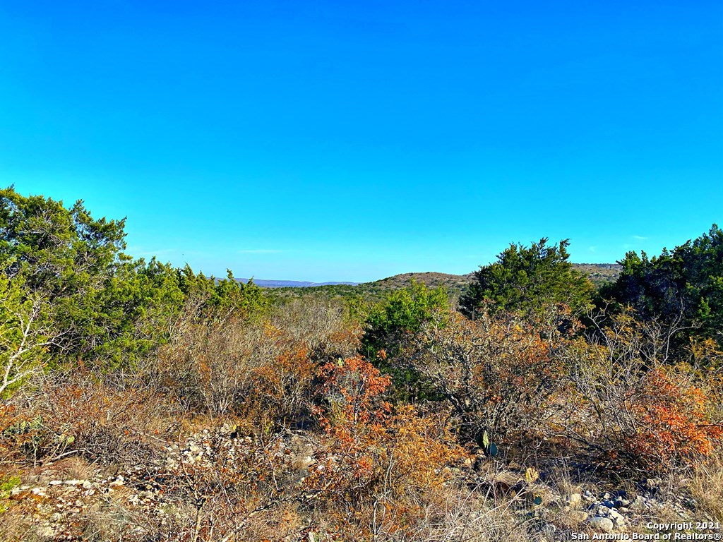 73-14 Pr 2404 Uvalde, TX 78801 - Photo 16 of 22 a view of a large trees with lots of bushes