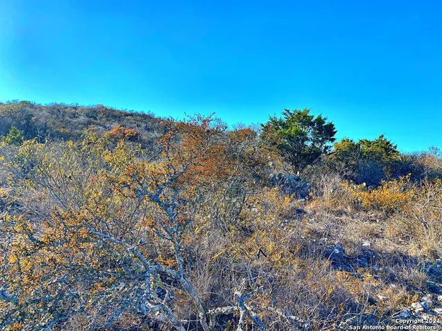 a view of a bunch of trees in a field