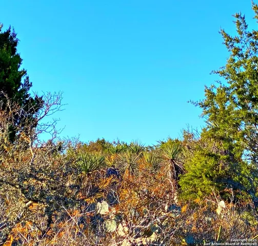 a view of a large tree with a tree in the background