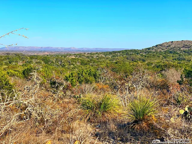 a view of a bunch of trees and bushes