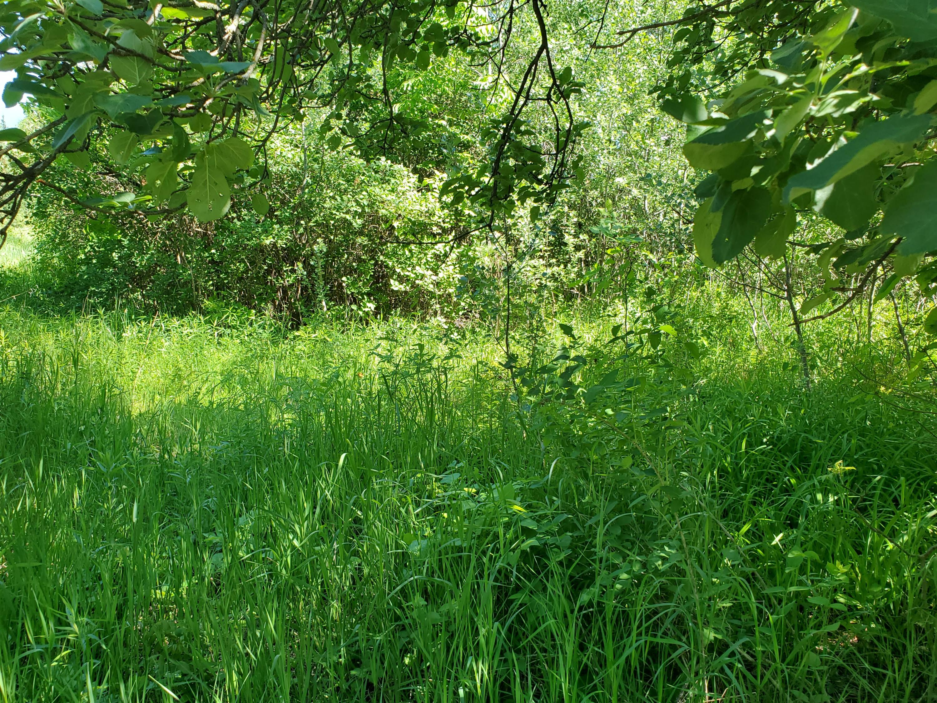 Tower Road Curran, MI 48728 - Photo 8 of 13 Gallery Image 8