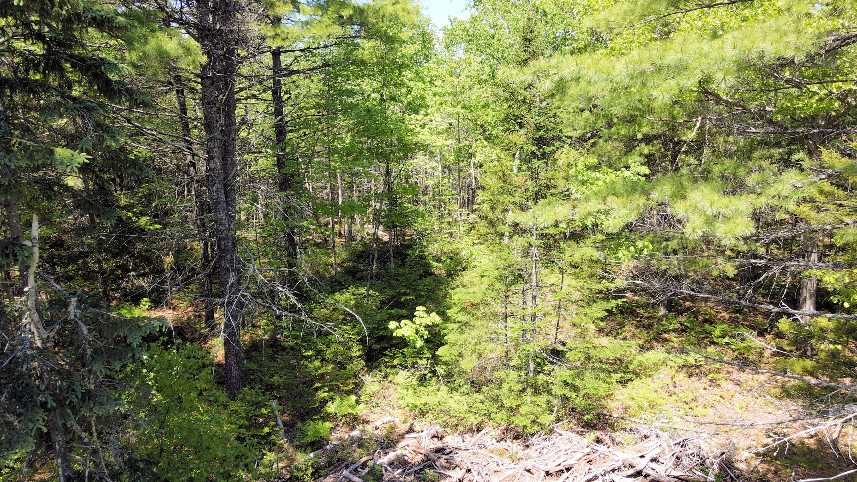 295 South Bay Road Franklin, ME 04634 - Photo 25 of 32 Forest