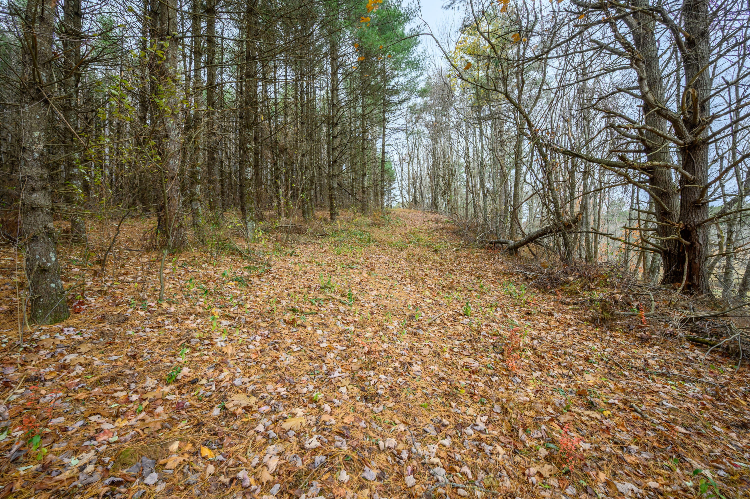 3200 Stonewall Road Northeast Check, VA 24072 - Photo 7 of 16 a view of backyard with large trees