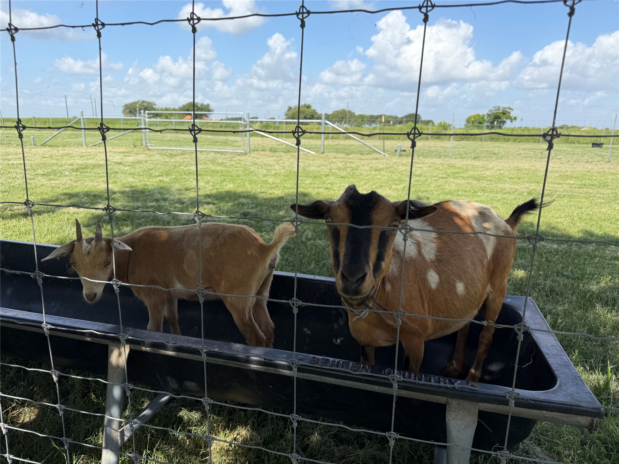 11301 South FM 441 Road El Campo, TX 77437 - Photo 41 of 43 A spacious fenced pasture with goats, is ideal for small livestock or pets.