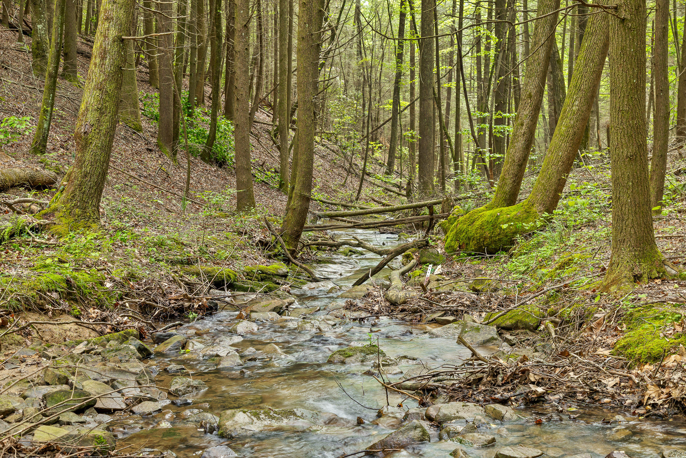 0 Dandy Road, Unit LOT 13 & 14 Signal Mountain, TN 37377 - Photo 16 of 40 15-Dandy-15