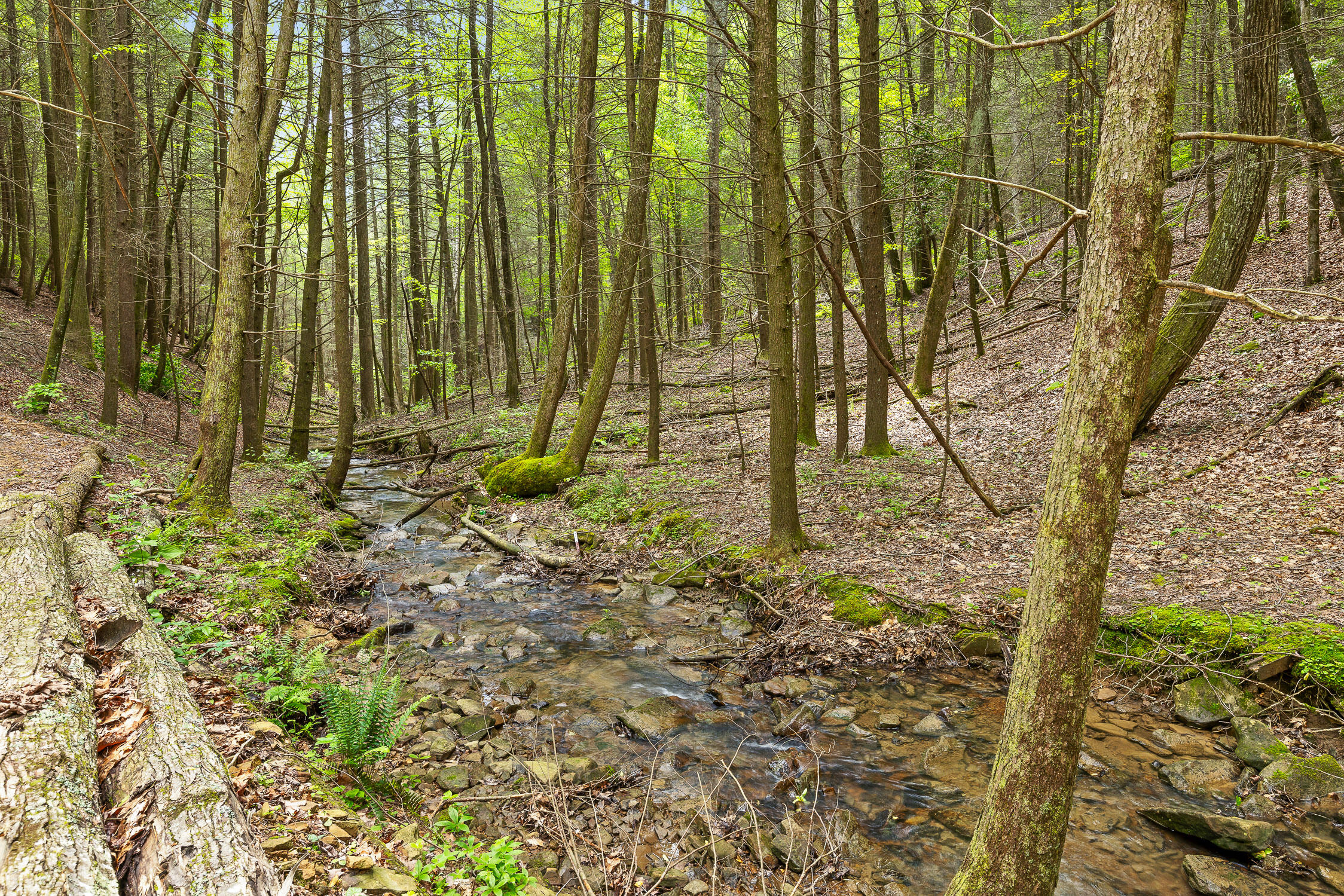 0 Dandy Road, Unit LOT 13 & 14 Signal Mountain, TN 37377 - Photo 18 of 40 14-Dandy-14