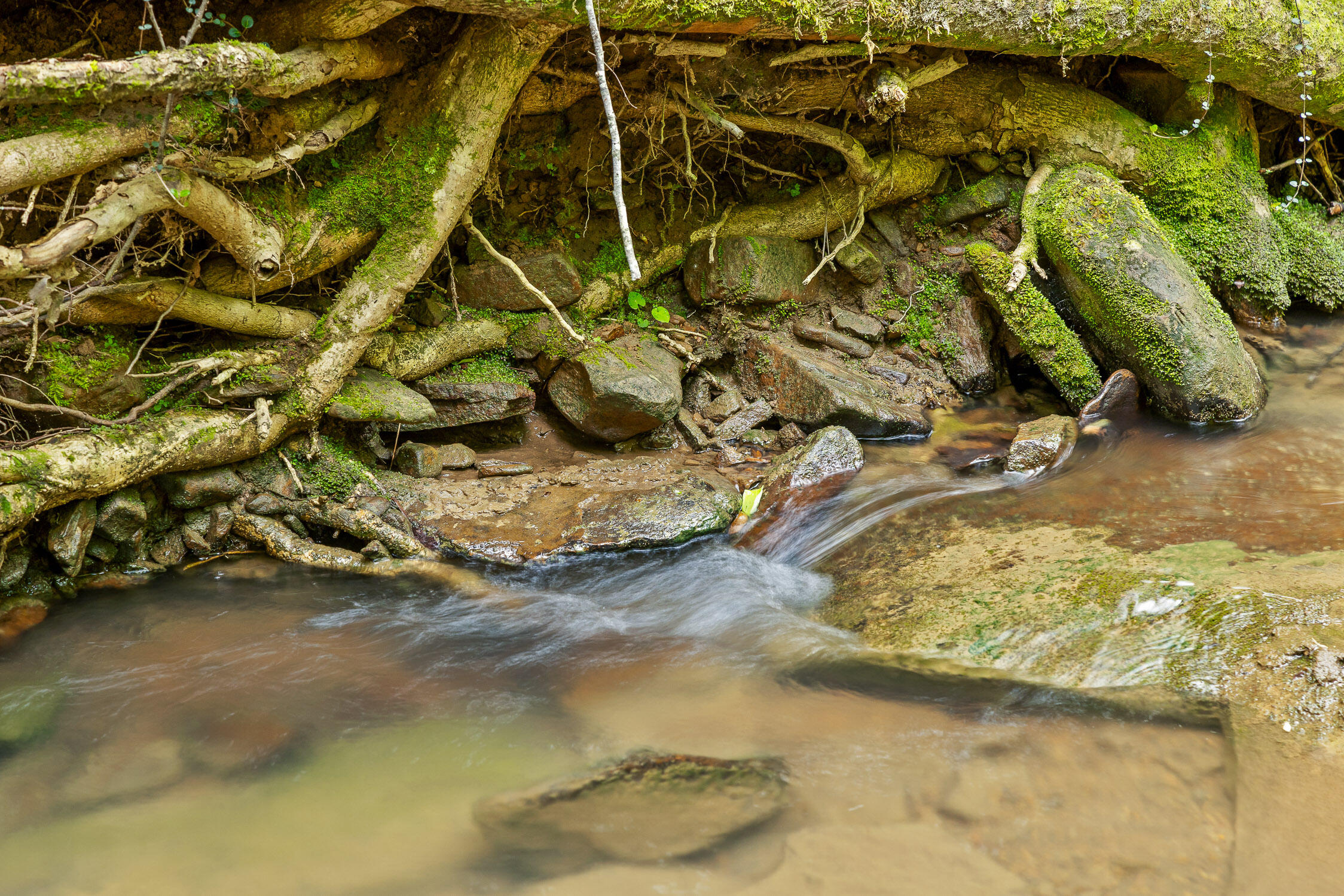 0 Dandy Road, Unit LOT 13 & 14 Signal Mountain, TN 37377 - Photo 20 of 40 16-Dandy-16