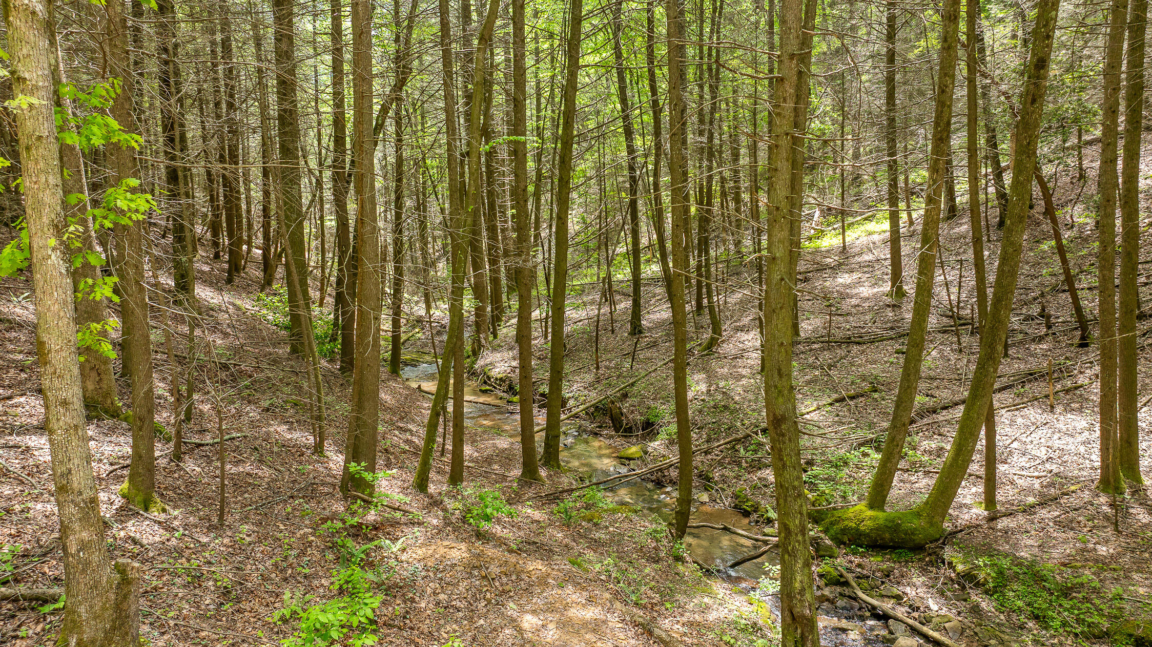 0 Dandy Road, Unit LOT 13 & 14 Signal Mountain, TN 37377 - Photo 27 of 40 55-Dandy-55