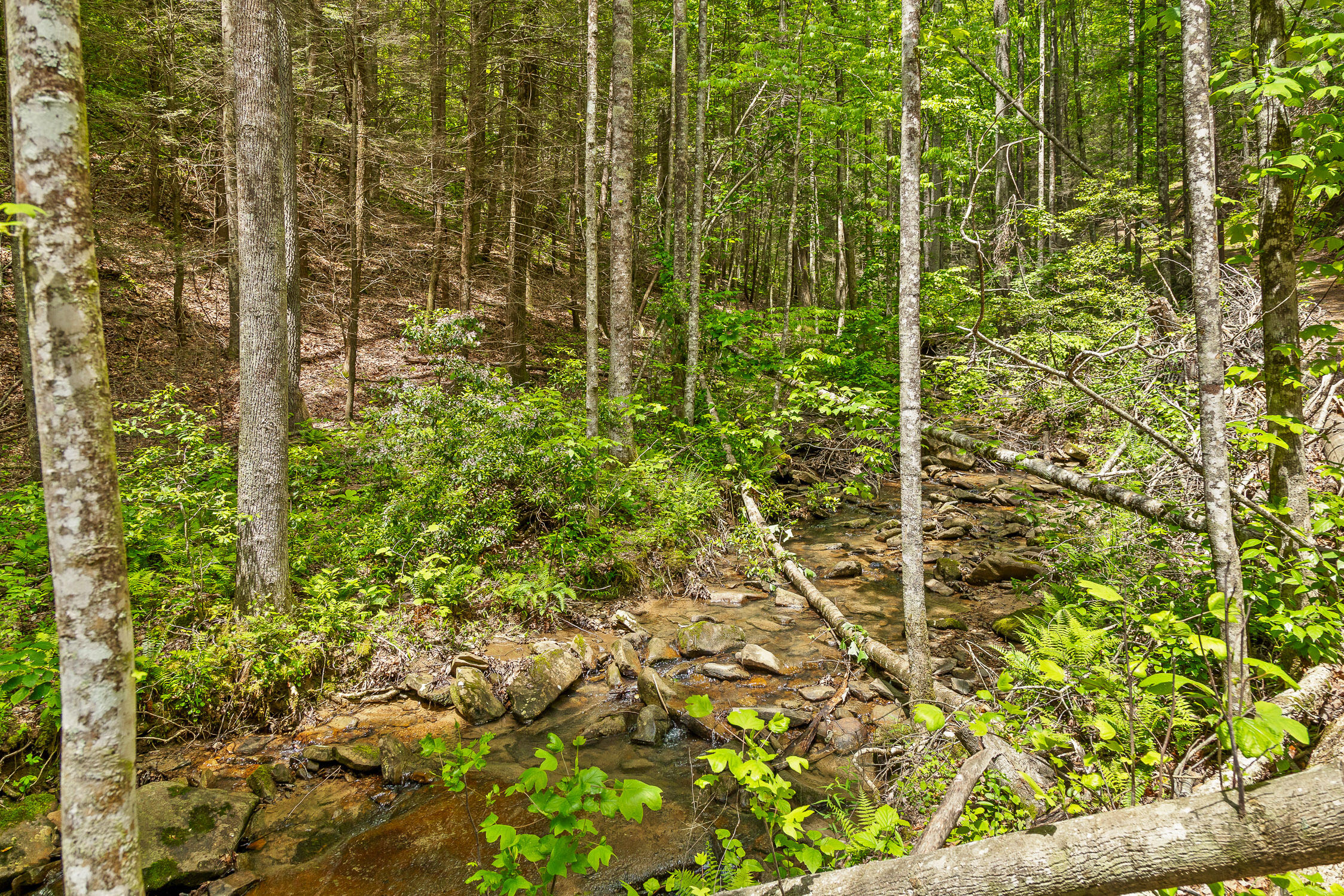 0 Dandy Road, Unit LOT 13 & 14 Signal Mountain, TN 37377 - Photo 33 of 40 21-Dandy-21