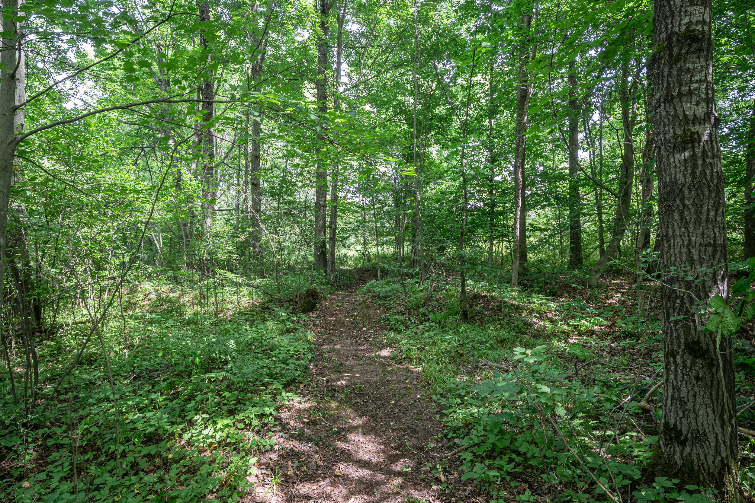 16406 9 Mile Road Reed City, MI 49677 - Photo 25 of 41 Trails