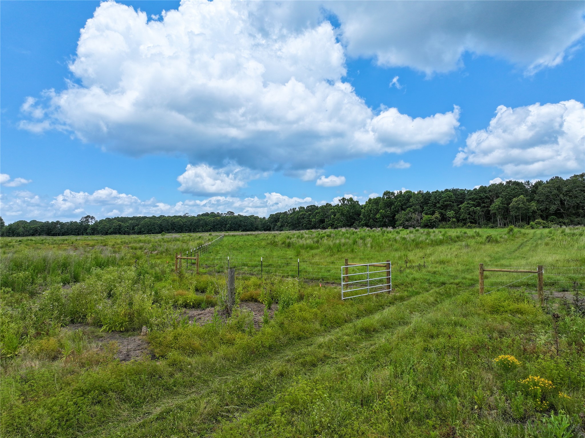 0 County Road 547 Call, TX 75933 - Photo 13 of 26