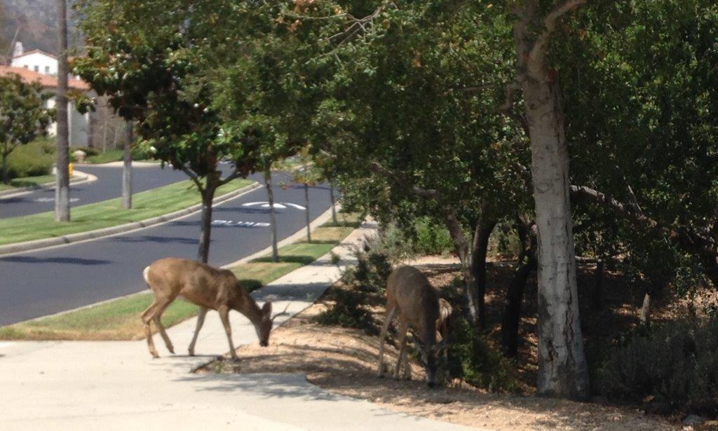 3694 Giddings Ranch Road Altadena, CA 91001 - Photo 52 of 64 b