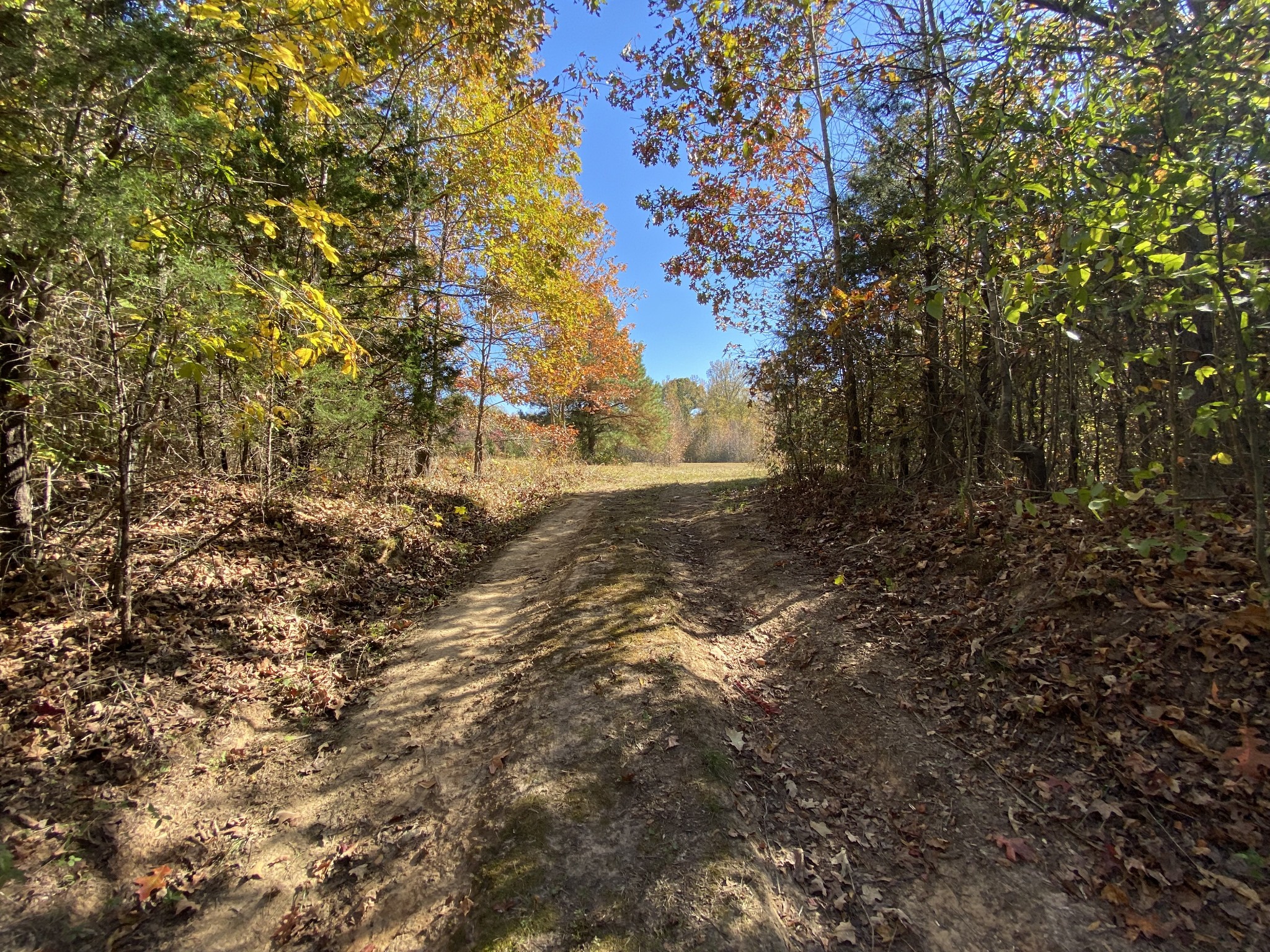 0 Bray Road Beech Bluff, TN 38313 - Photo 13 of 38 a view of a field with trees