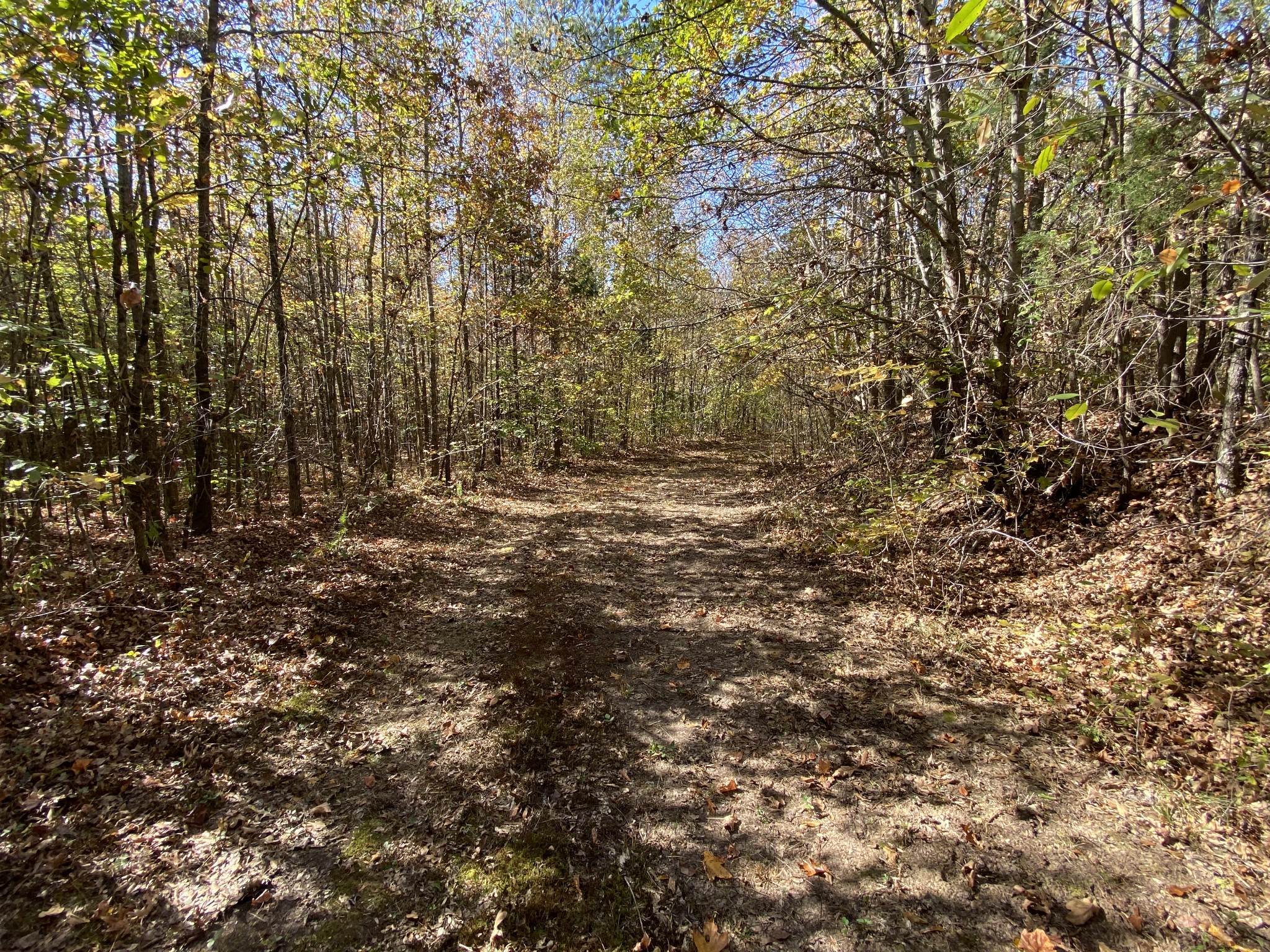 0 Bray Road Beech Bluff, TN 38313 - Photo 27 of 38 a view of outdoor space and a yard