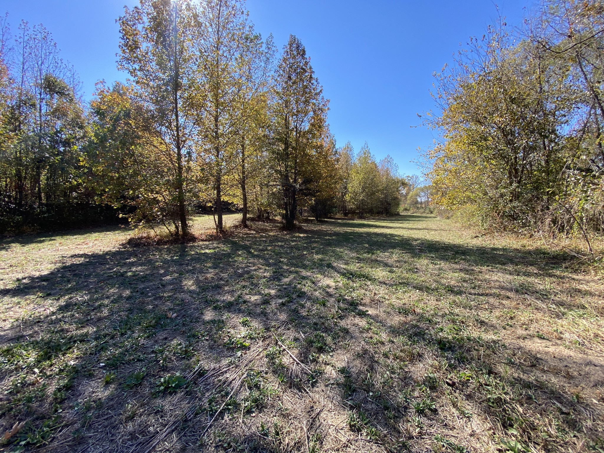 0 Bray Road Beech Bluff, TN 38313 - Photo 30 of 38 a view of dirt yard with trees