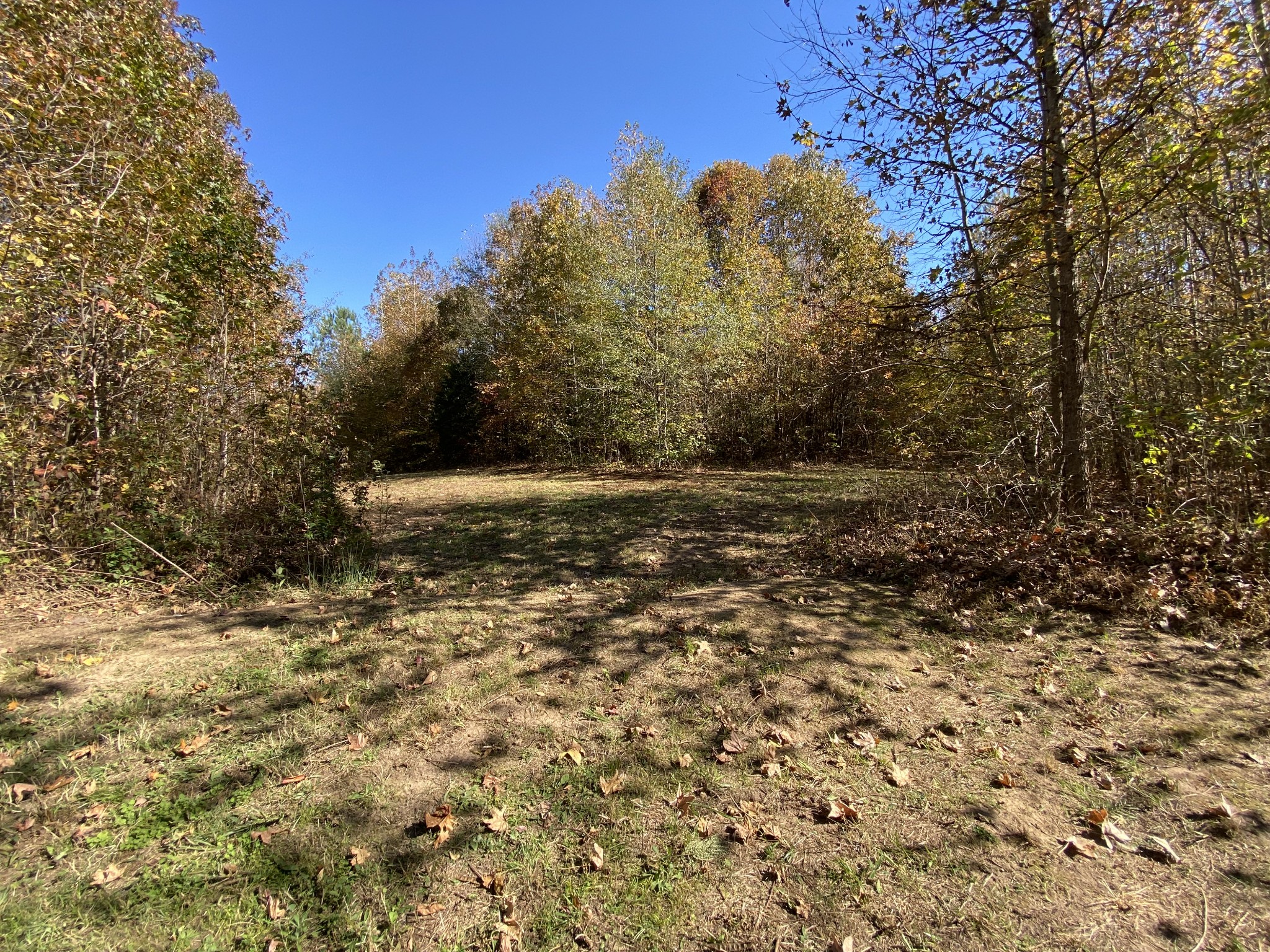 0 Bray Road Beech Bluff, TN 38313 - Photo 34 of 38 a view of a yard with a tree