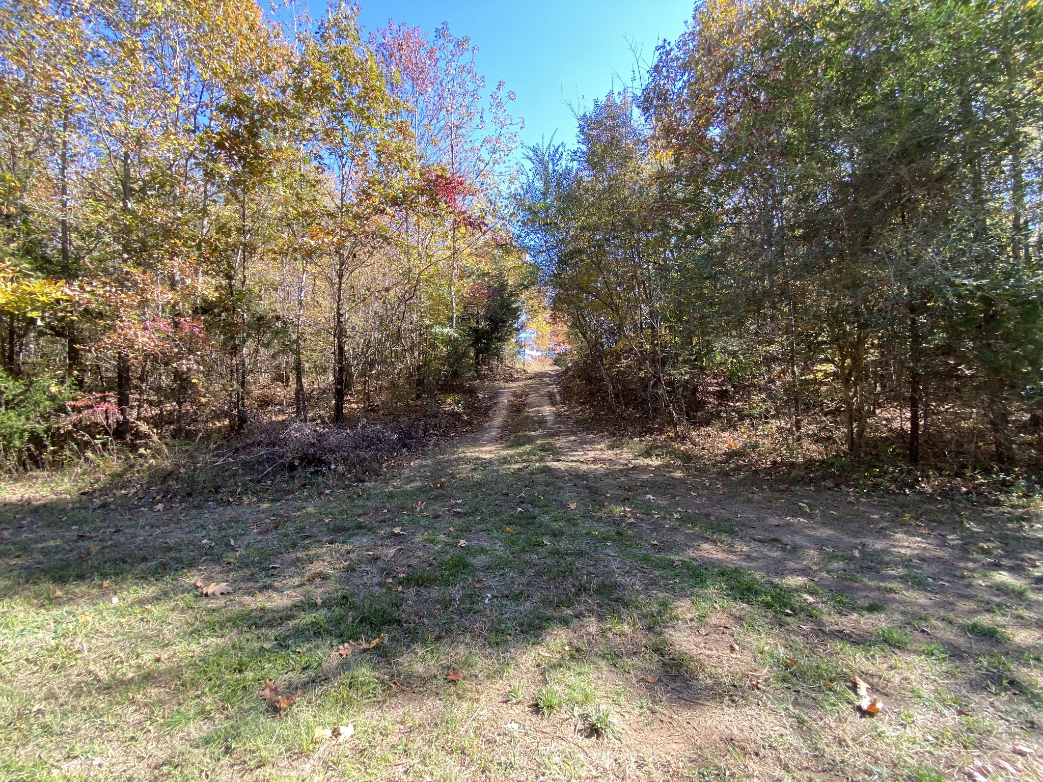 0 Bray Road Beech Bluff, TN 38313 - Photo 8 of 38 a view of a yard with plants and trees