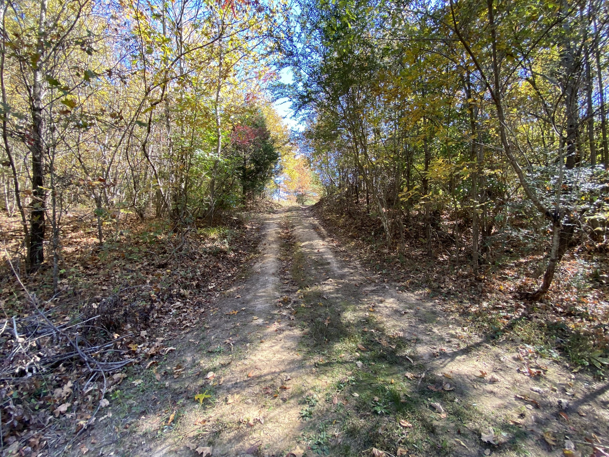 0 Bray Road Beech Bluff, TN 38313 - Photo 10 of 38 a view of a yard with a tree