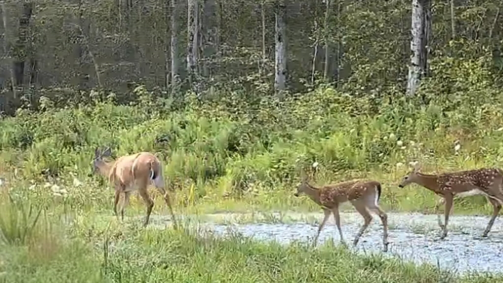 462 Old North Road Worthington, MA 01098 - Photo 24 of 25