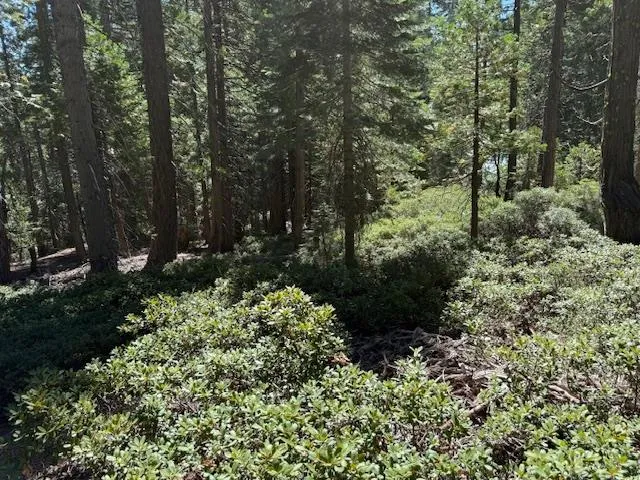 a view of a garden with trees