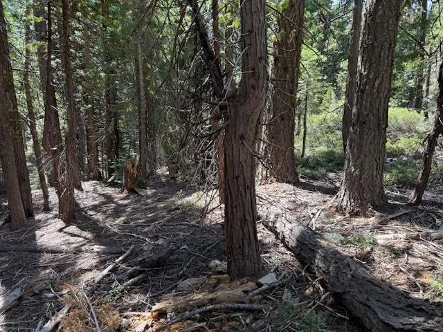 a view of a forest filled with trees