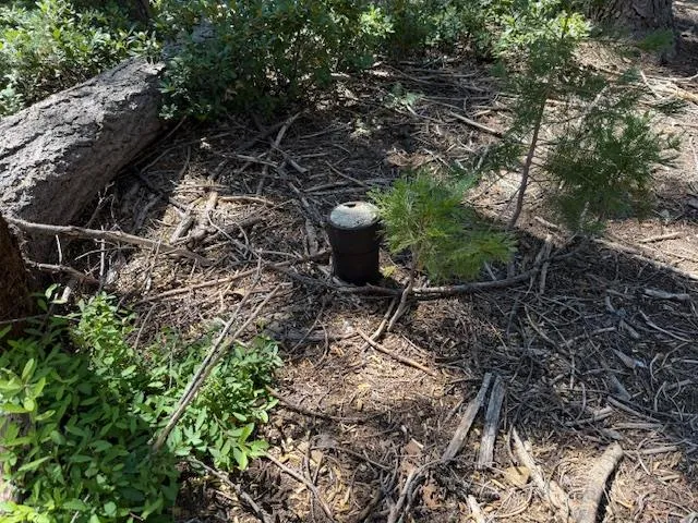 a view of a backyard with plants and large trees