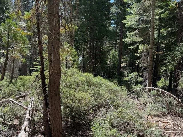 a view of a forest filled with trees