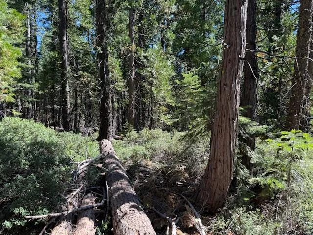 a view of a tree with a tree