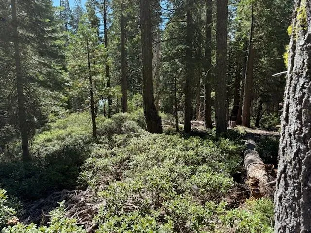 a view of a forest with trees
