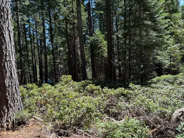 a view of a garden with plants