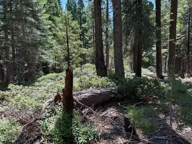 a view of a garden with large trees