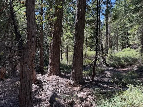 a view of a forest