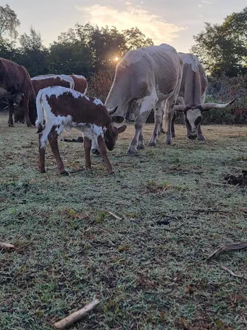 $299,000 | 645 County Road 4160, Bonham, TX 75418