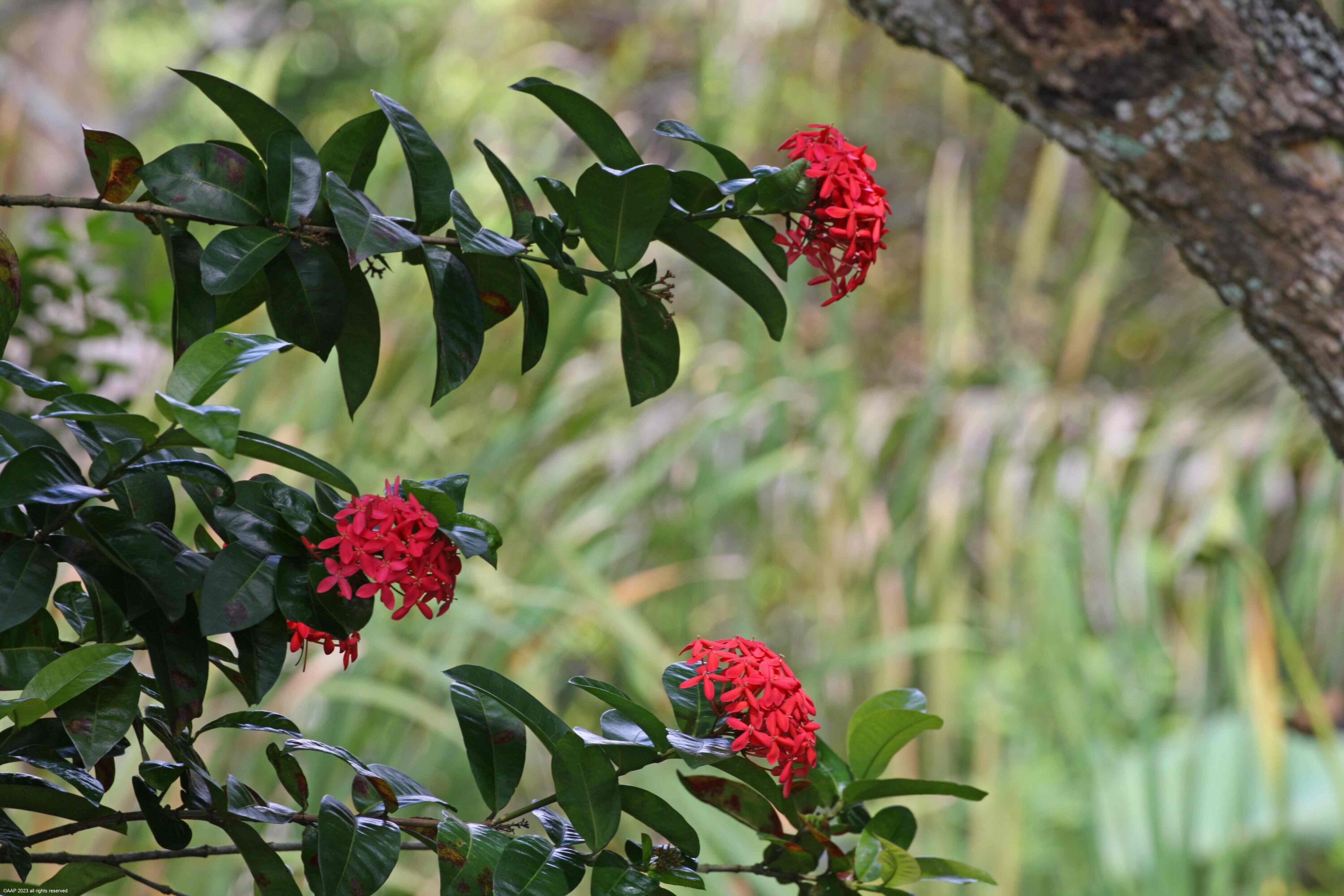 16559 Rustic Road Wellington, FL 33470 - Photo 77 of 82 a view of a flower