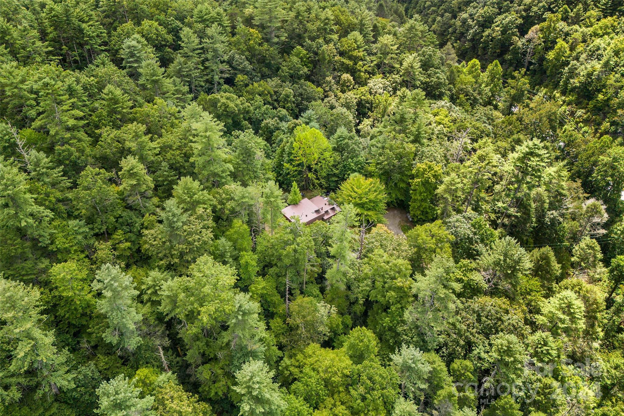1265 Stackhouse Road Marshall, NC 28753 - Photo 33 of 34 a view of a yard with lots of trees