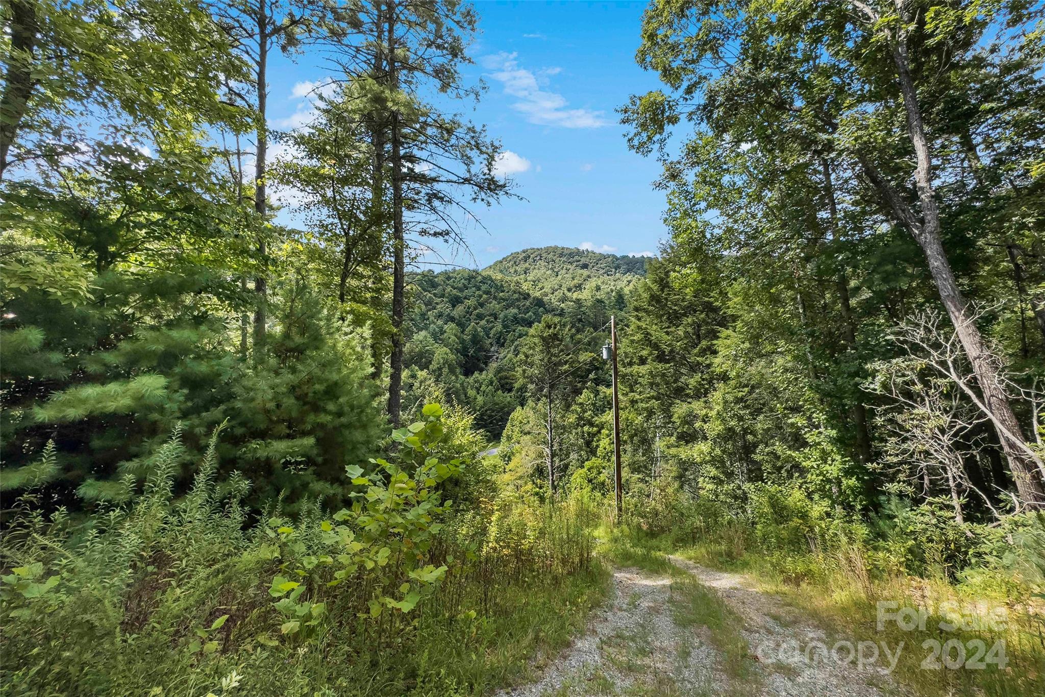 1265 Stackhouse Road Marshall, NC 28753 - Photo 5 of 34 a view of a lush green forest