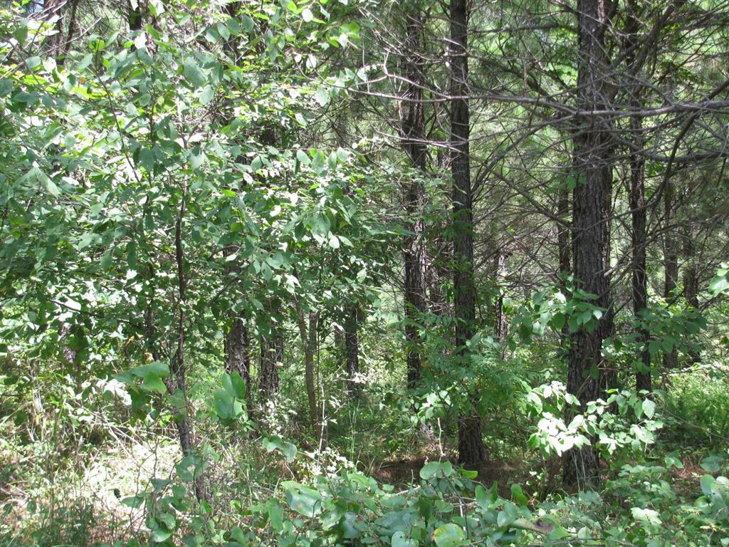 a view of a lush green forest